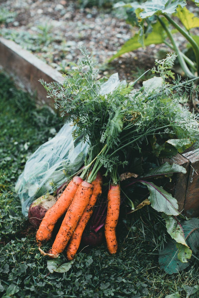 Fermentierte Lebensmittel: Gut für Darm und Figur