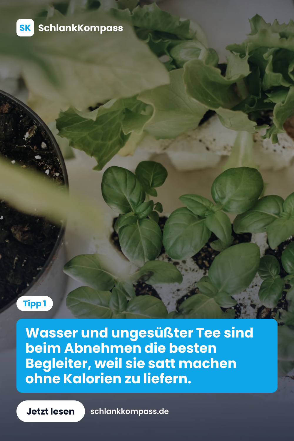 Wasser und ungesüßter Tee sind beim Abnehmen die besten Begleiter, weil sie satt machen ohne Kalorien zu liefern.